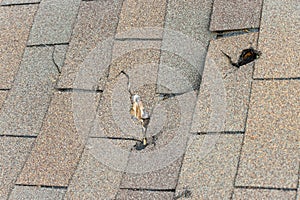 Roof damage from tree falling