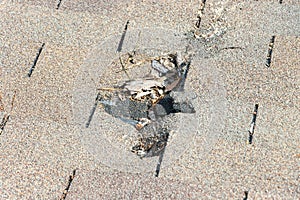 Roof damage from tree falling