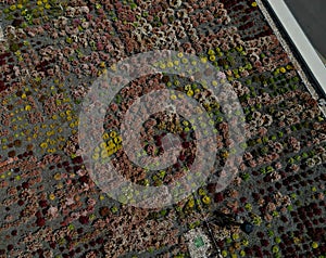 the roof of a garden house or cottage with a flat, undemanding green