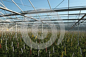 Roof of glasshouse