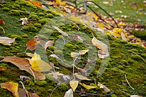 Roof with green moss on surface landmark background texture