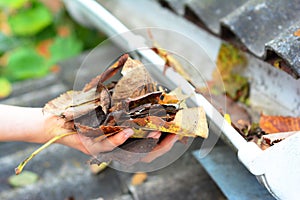 Roof gutter cleaning in autumn. A house owner is cleaning a rain gutter by removing fallen leaves with hand from the roof gutter