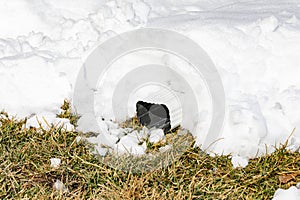 Roof gutter downspout covered in snow after winter storm