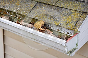 Roof gutter with mold and mildew and full of leaves.