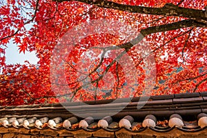 Roof of Gyeongbukgung and Maple tree in autumn.