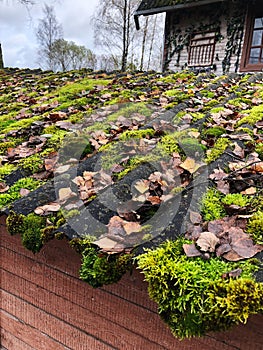 Roof of a house with green moss