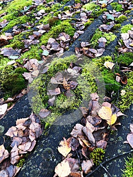 Roof of a house with green moss