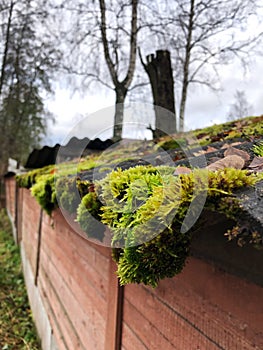 Roof of a house with green moss