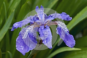 Roof iris flower