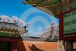 Roof of Jagyeongjeon in Gyeongbokgung Palace with Cherry blossoms, Seoul, South Korea