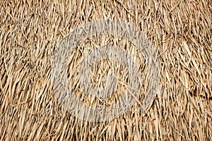 Roof made of dried leaves of the cogon grass