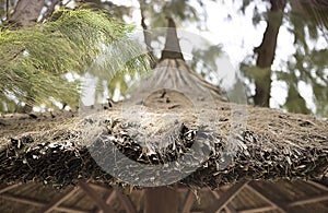 Roof made of dry palm leaves texture, background