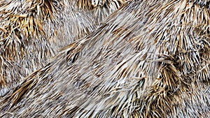 Roof made with a lot of dry palm tree leaves