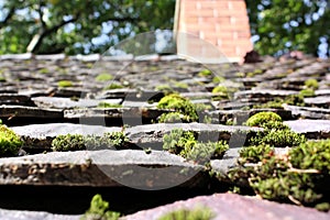 Roof with moss