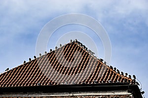 Roof with multiple birds perched along ridge