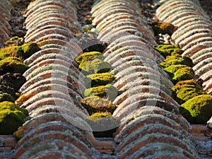 Roof old green moss abandonment tiles clay material photo