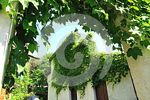 Roof of old house