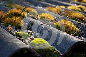 The roof on the old roof is covered with moss. Soft selective focus