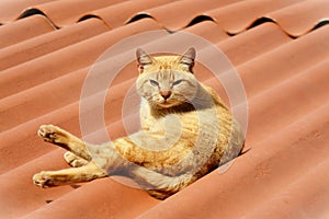 On the roof an orange cat Felis Catus photo