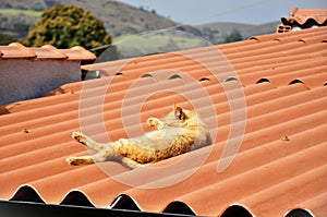 Cat Felis Catus of orange color lying in the sun on the roof photo