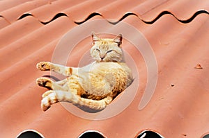 A charming orange Felis Catus cat lying in the sun on the roof photo