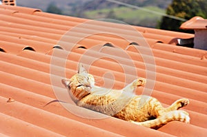 Look of the cat Felis Catus of orange color lying in the sun on the roof photo