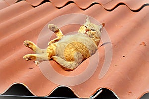 Orange Felis Catus lying peacefully on the roof in sunny day photo