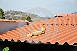 An orange Felis Catus cat lying in the sun on the roof photo