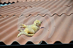 Orange cat Felis Catus slack lying peacefully on the roof photo