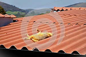 Orange Felis Catus sleeping on top of roof in sunny day photo