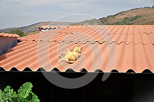 In the sun on top of the roof an orange Felis Catus lying down photo