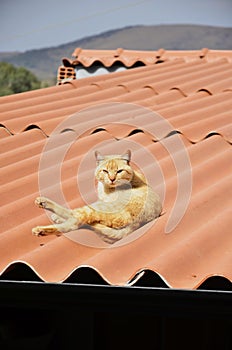 On the roof an orange cat Felis Catus in the sun photo