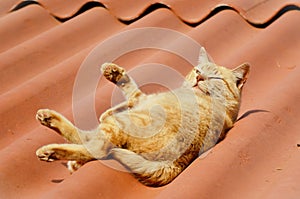 On the roof an orange Felis Catus lying on a sunny day photo