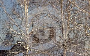 The roof of a private house with a chimney in winter behind the trees