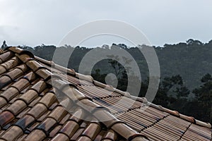 roof rain florest