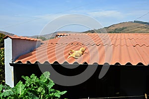 On the roof on a sunny day an orange cat Felis Catus lying quietly photo