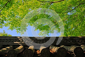 Roof tiles and green tree