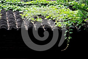 roof tiles and plant