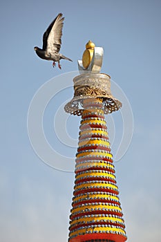 Roof of tower with a pigeon in tar Lamasery