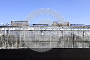Roof windows opening for fresh air treatment in greenhouses