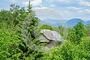 A roof in the wood in Rodna mountain photo