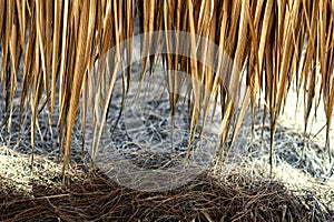 The roof of a yellow straw, Bali, Indonesia