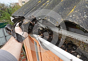 Roofer Cleaning Rain Gutter from Leaves in Spring. Roof Gutter Cleaning Tips. Clean Your Gutters Before They Clean Out Your Wallet