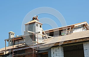 Roofer contractors laying asphalt shingles on the house roof top. House roofing constuction with asphalt shingles