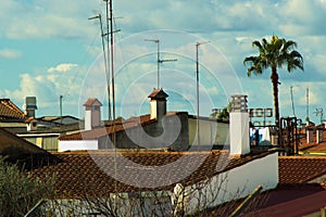 Roofs and palms in Higuera la Real (Badajoz) photo
