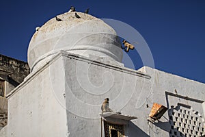 Roofs of Pushkar with acrobatic Gray Langurs, Rajasthan, India