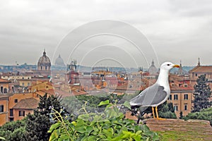 Roofs of Rome