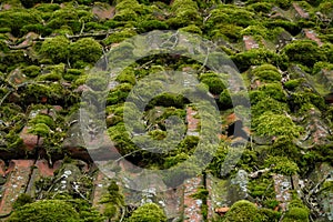 Rooftiles covered with moss. photo