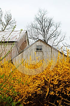 Rooftop of barn with yellow flowers