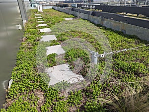 Rooftop bee garden